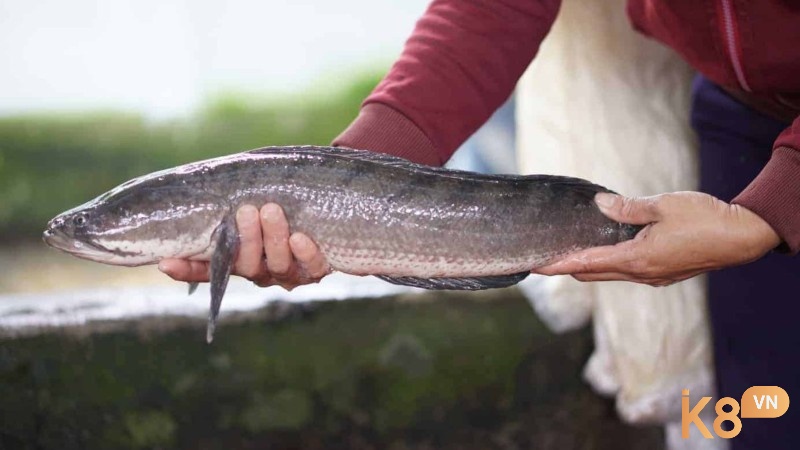Chiêm bao thấy cá lóc không khó để bắt gặp