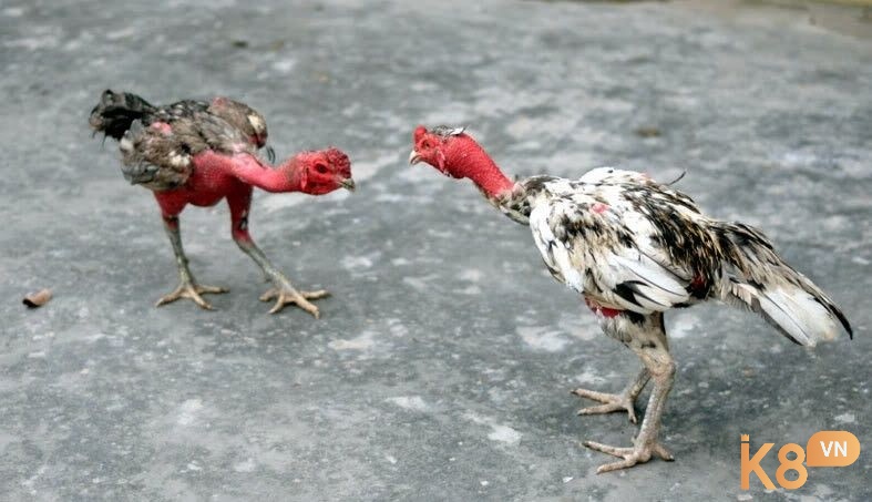 Cách giảm cân cho gà đá chi tiết tại k8!