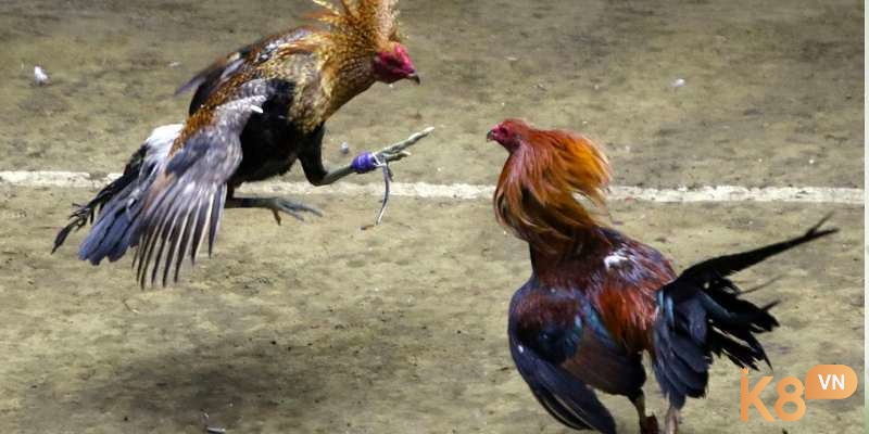 Sử dụng thảo dược tự nhiên giúp hỗ trợ giảm cân hiệu quả cho gà đá