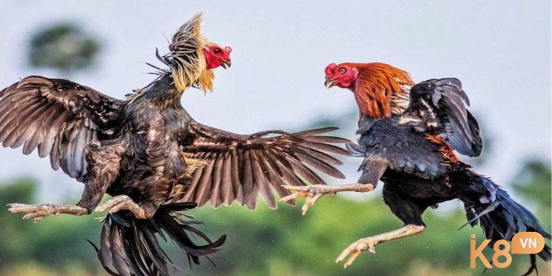 Kiểm soát môi trường sống cho gà đá một cách hợp lý