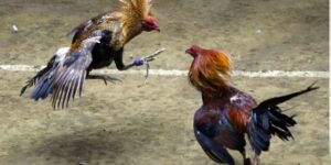 Cách giảm cân cho gà đá hiệu quả và an toàn nhất hiện nay