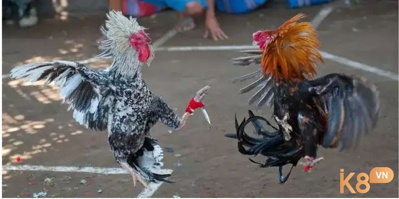 Những chiến kê trong loại hình đá gà này đều được lựa chọn một cách tỉ mỉ với sức chiến đấu bền bỉ và cực kì hiếu chiến