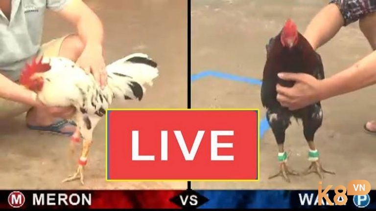 Chất lượng video rõ nét, không gián đoạn giúp trải nghiệm như đang ở trực tiếp trường gà