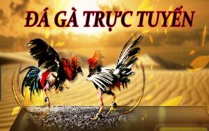 Đá gà trực tuyến là gì? Cách thức đặt cược và mẹo từ cao thủ