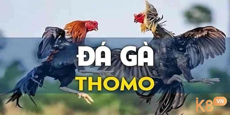 Đá gà Thomo là một trong những nơi tổ chức đá gà trực tuyến với quy mô vô cùng lớn