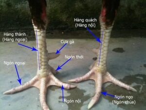 Xem vảy gà chọi: Hướng dẫn nhận biết, đánh giá chất lượng