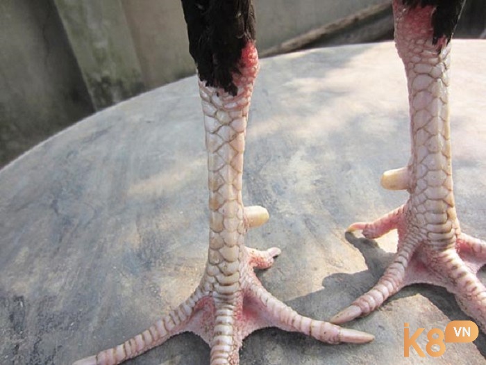 Kỹ thuật nhận biết màu sắc và chất lượng chọn vảy gà chọi
