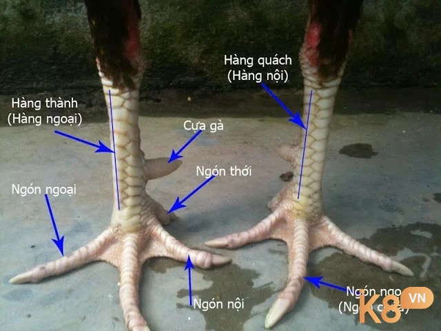 Vai trò và đặc điểm vảy cấu tạo chân gà