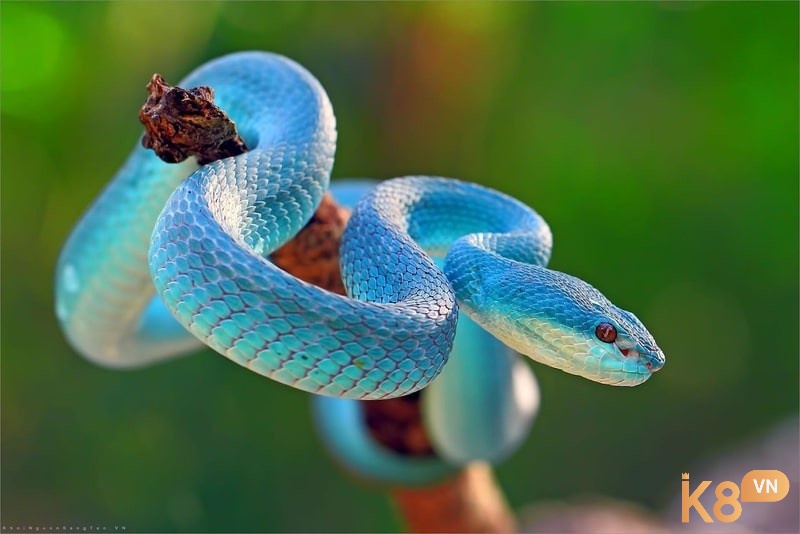 Ý nghĩa của hình tượng con rắn 