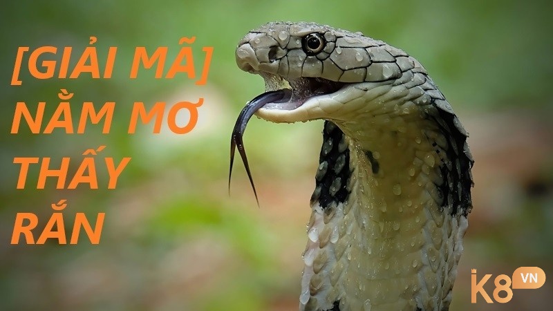 Ý nghĩa giấc mơ nhìn thấy rắn ngoài tự nhiên