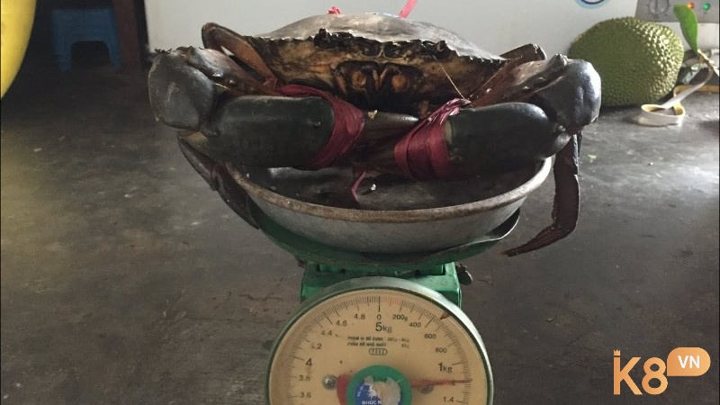 Mo thấy bắt được một con cua lớn là điềm báo thể hiện bạn sắp đạt được thành quả sau thời gian nỗ lực của mình