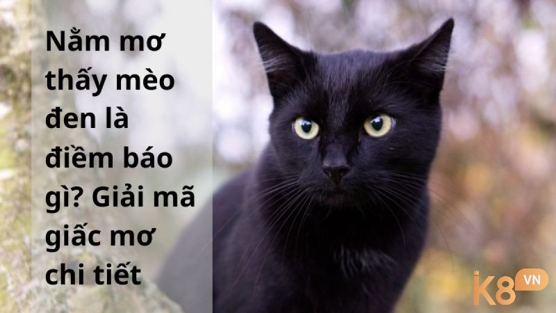 Giải mã giấc mơ thấy mèo đen theo ngữ cảnh mơ