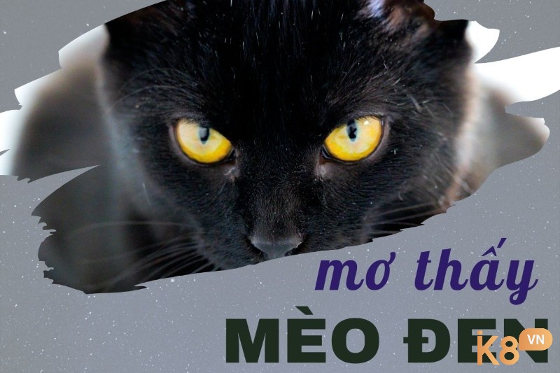 Mơ thấy mèo đen có ý nghĩa rất đặc biệt