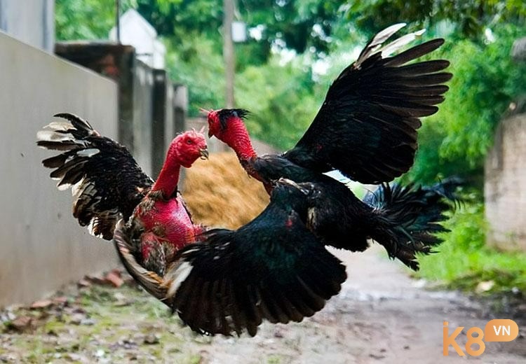 Sắc thảo dược đúng cách giúp phát huy tối đa công dụng mà không gây hại