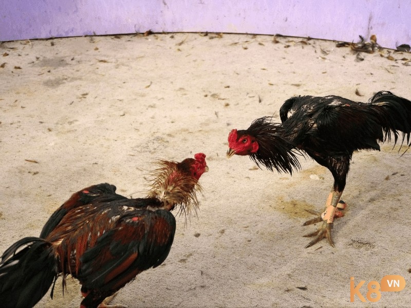 Vận động nhẹ giúp gà tiêu hóa tốt nhưng không đốt cháy quá nhiều năng lượng