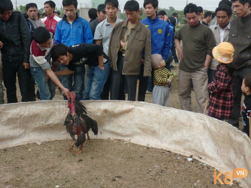 Người tham gia đá gà ăn tiền nhỏ lẻ sẽ bị phạt tiền và tịch thu tang vật theo Nghị định 144/2021/NĐ-CP