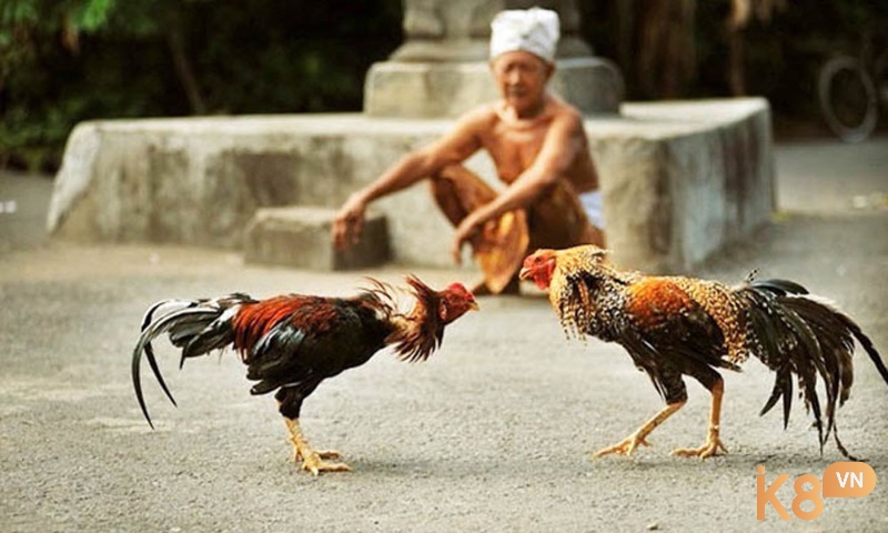 Người tham gia hoặc tổ chức đá gà ăn tiền quy mô lớn sẽ bị truy cứu hình sự với mức phạt tù và phạt tiền nghiêm khắc theo Điều 321 và 322 Bộ luật Hình sự